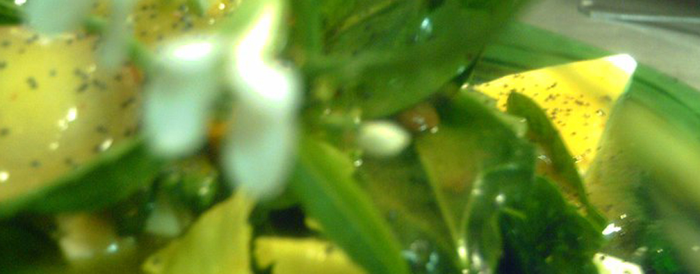 Ensalada de verdes y queso fresco con aliño de manga y amapola